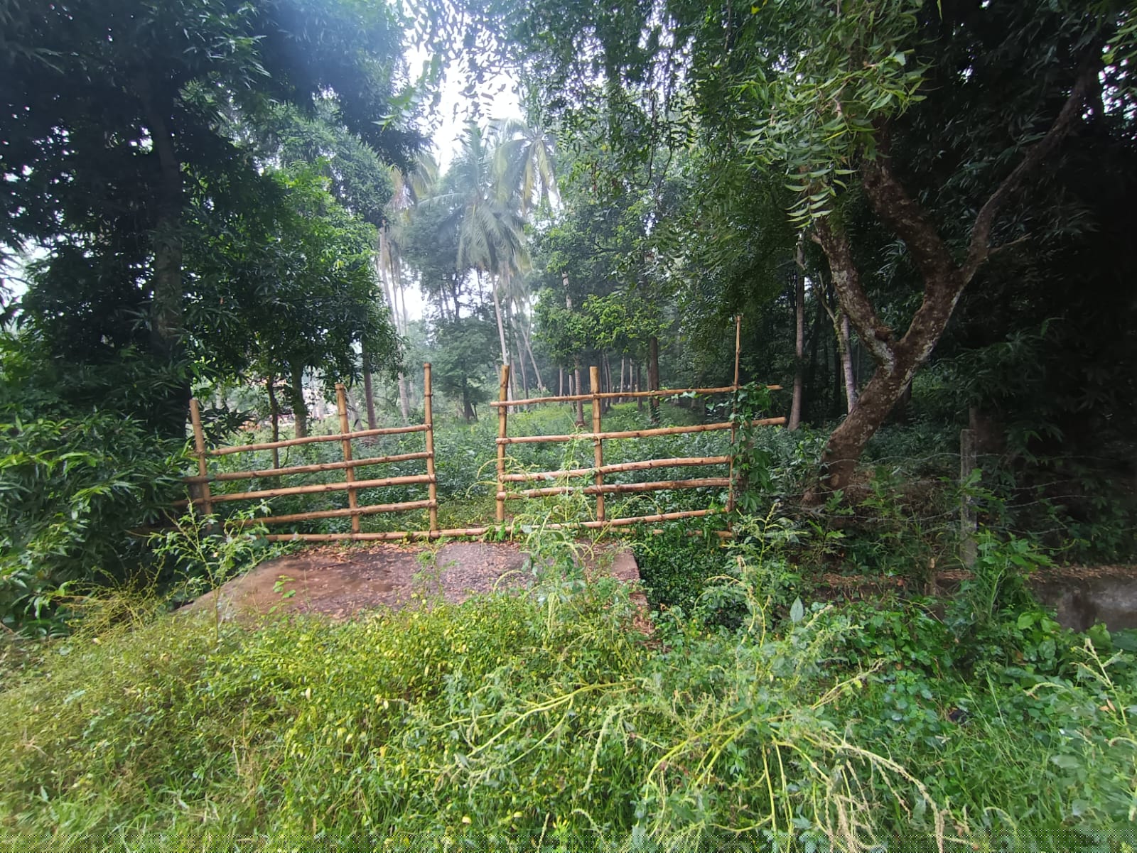 Plot for Sale in GANJAM,ODISHA, Kodala