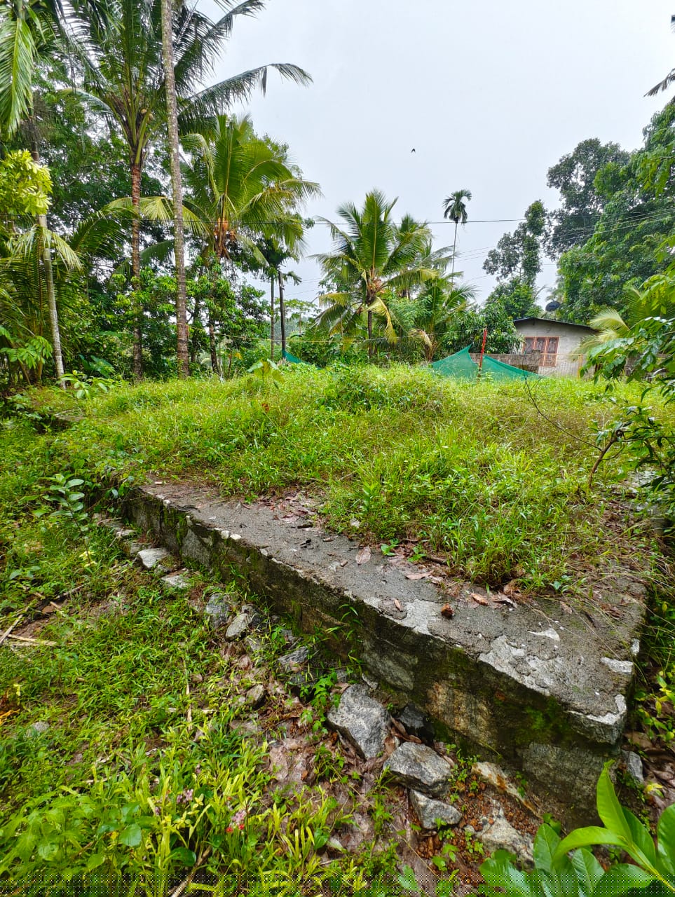 Plot for Sale in tholicode, Nedumangad