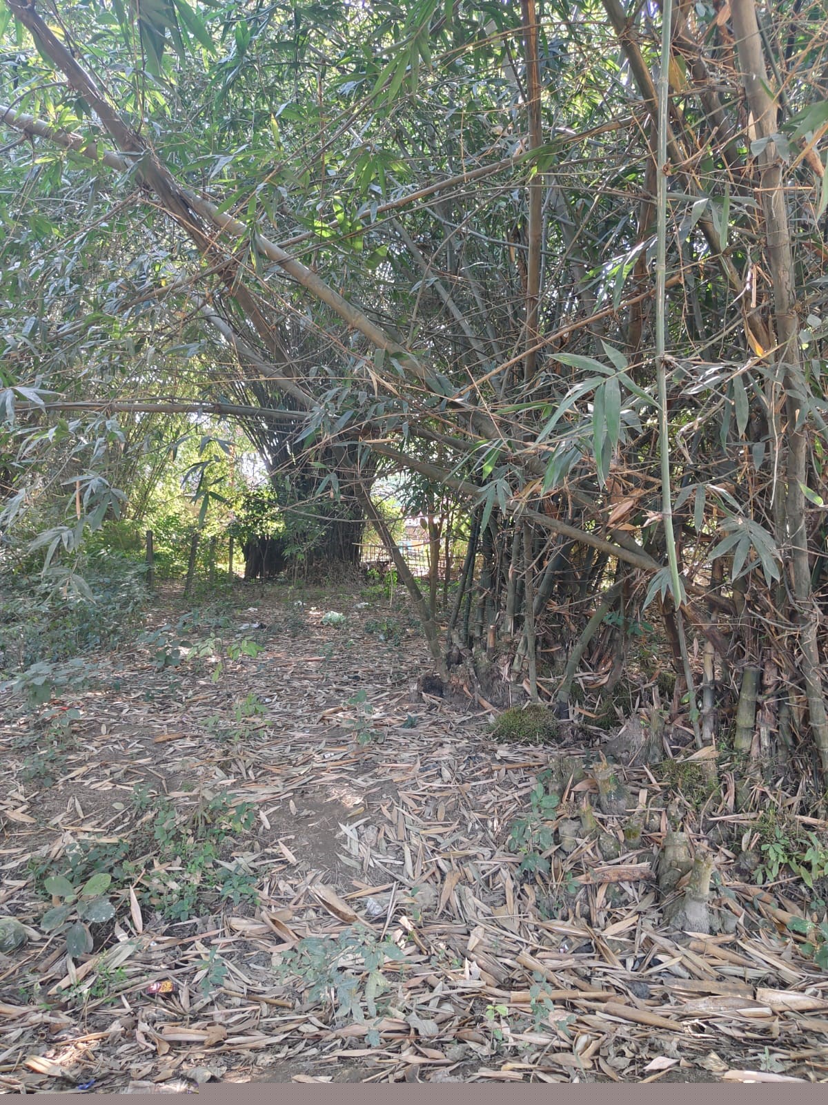 Individual House for Sale in Morigaon image 4 of 5 in Morigaon, Morigaon | Punjab National Bank auction property