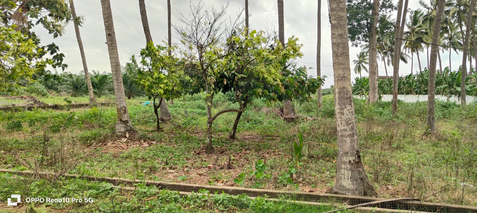 Plot for Sale in M R GARDENS LIFE STYLE HOUSING VEMPADU VILLAGE, VEMPADU VILLAGE, Eluru