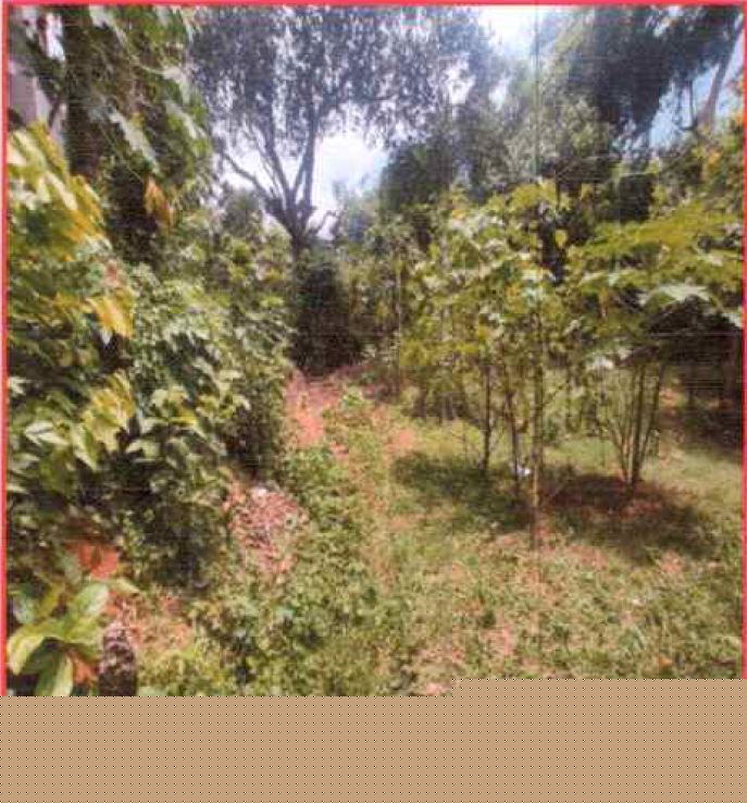 Plot for Sale in Lebachhara