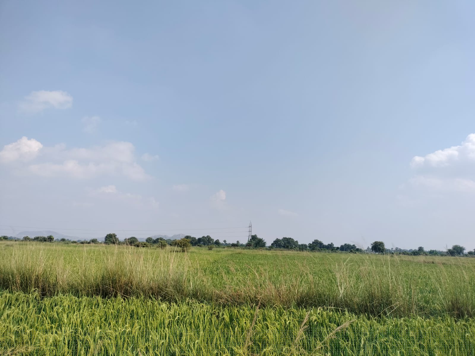 Plot for Sale in Vill : Amwan, Ps: Bodhgaya. Dt Gaya, Bihar, Patna