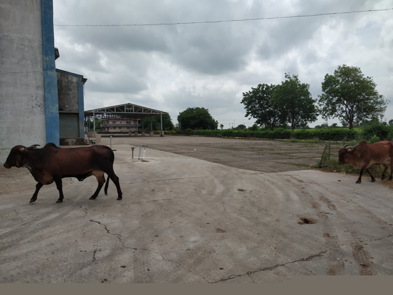 Punjab National Bank Auctions for Industrial property in Rajkot, Gujarat image 3 of 4 in SANOSARA RAJKOT, Rajkot | Punjab National Bank auction property