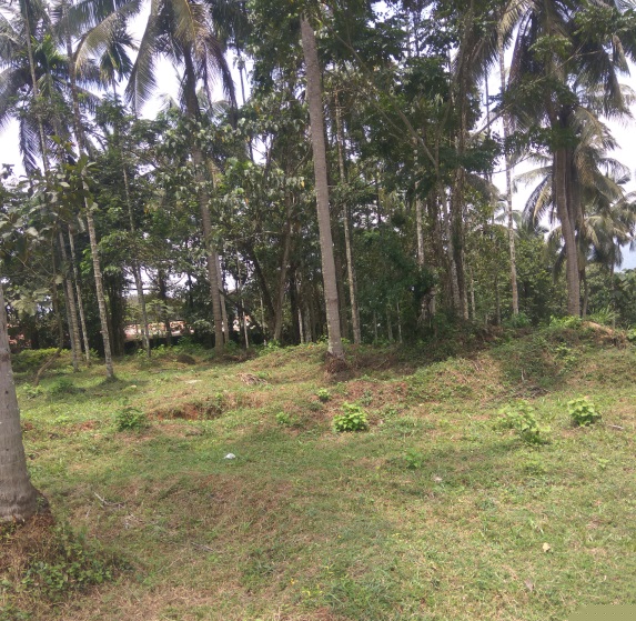 Union Bank of India Auctions for Residential property in Palakkad, Kerala