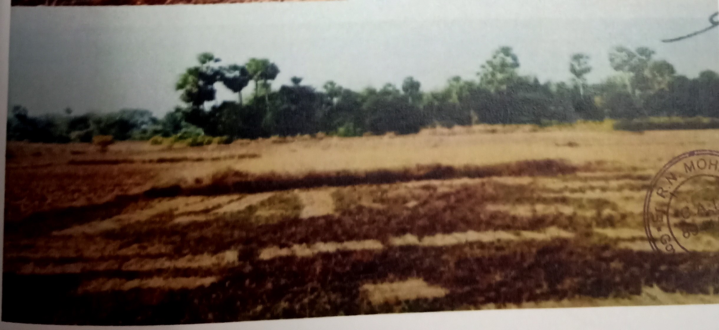 Punjab National Bank Auctions for Residential property in Jagatsinghpur, Odisha