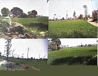 Punjab National Bank Auctions for Residential property in Bargarh, Odisha