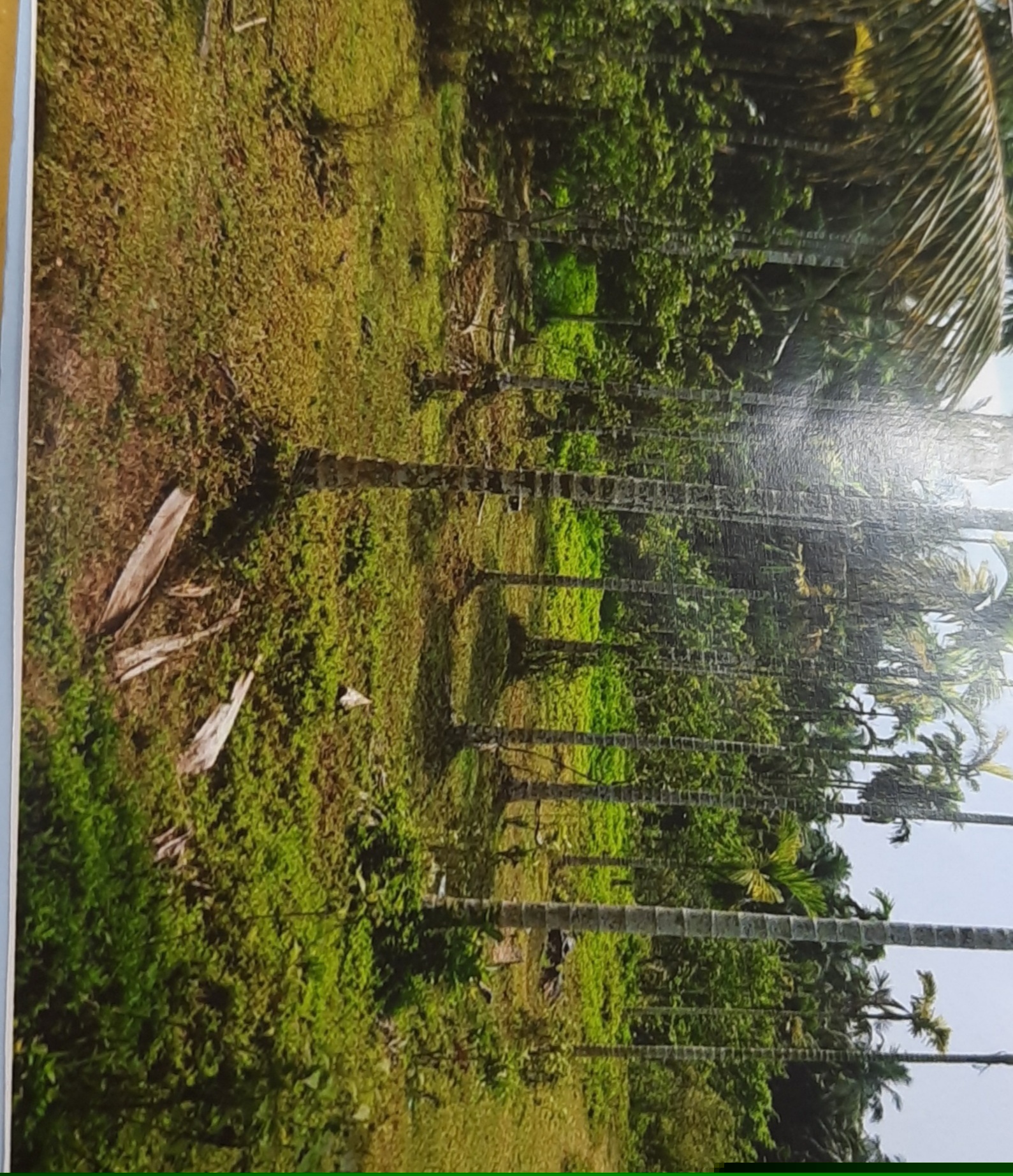 Bank of Baroda Auctions for Residential property in Kozhikode, Kerala