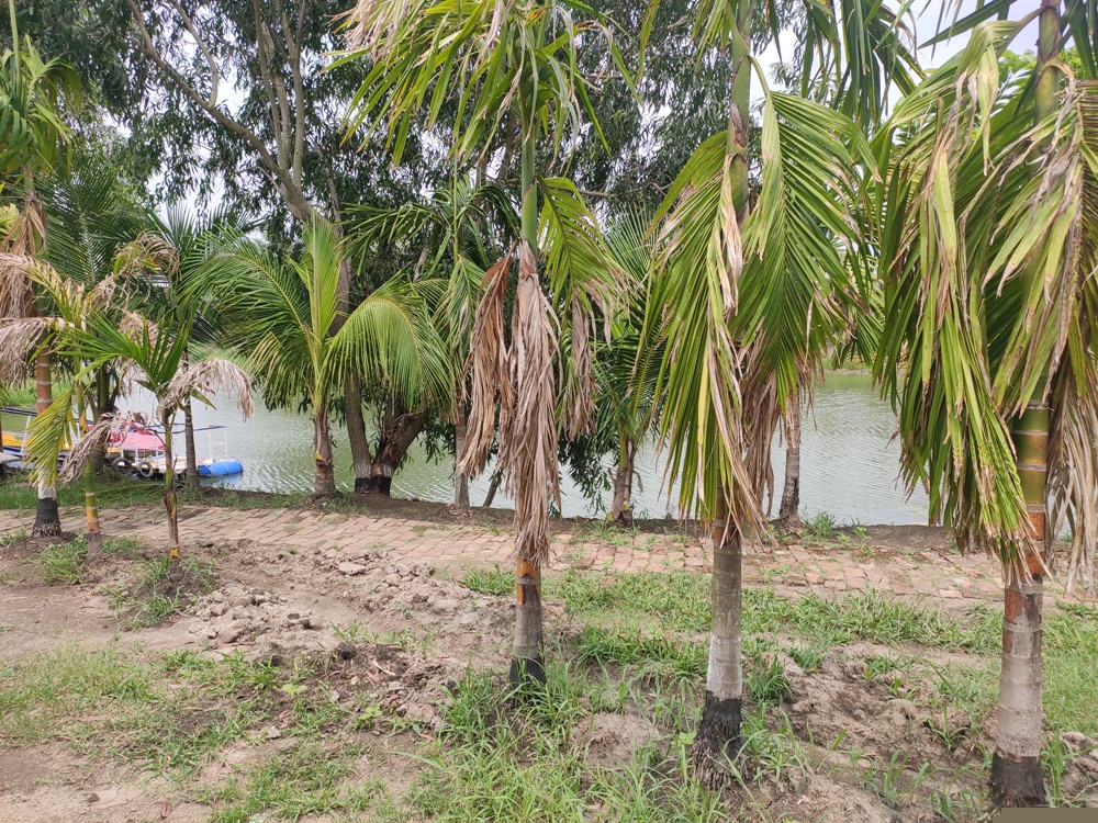 Canara Bank Auctions for Residential property in Howrah, West Bengal