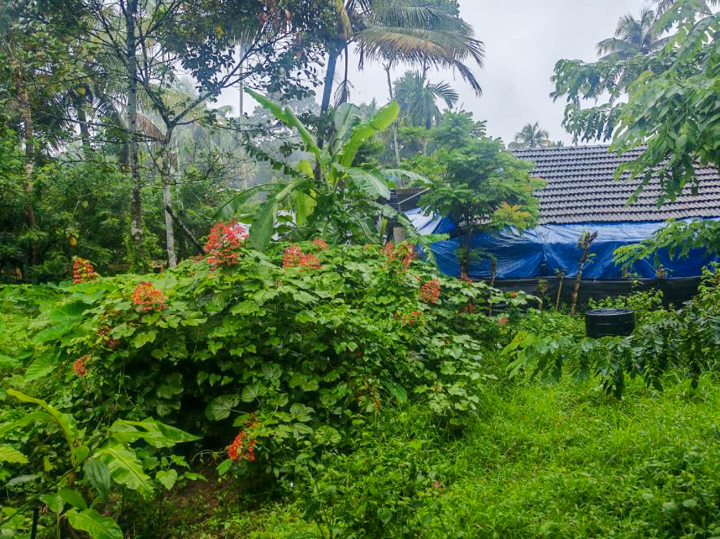 Union Bank of India Auctions for Residential property in Thrissur, Kerala image 19 of 19 in Chendrappini, Thrissur | Union Bank of India auction property