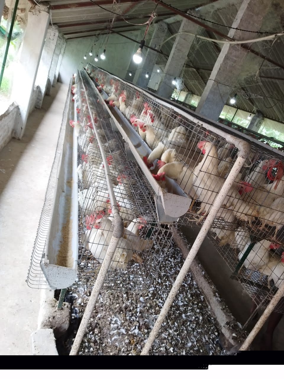 Punjab National Bank Auctions for Residential property in Nayagarh, Odisha