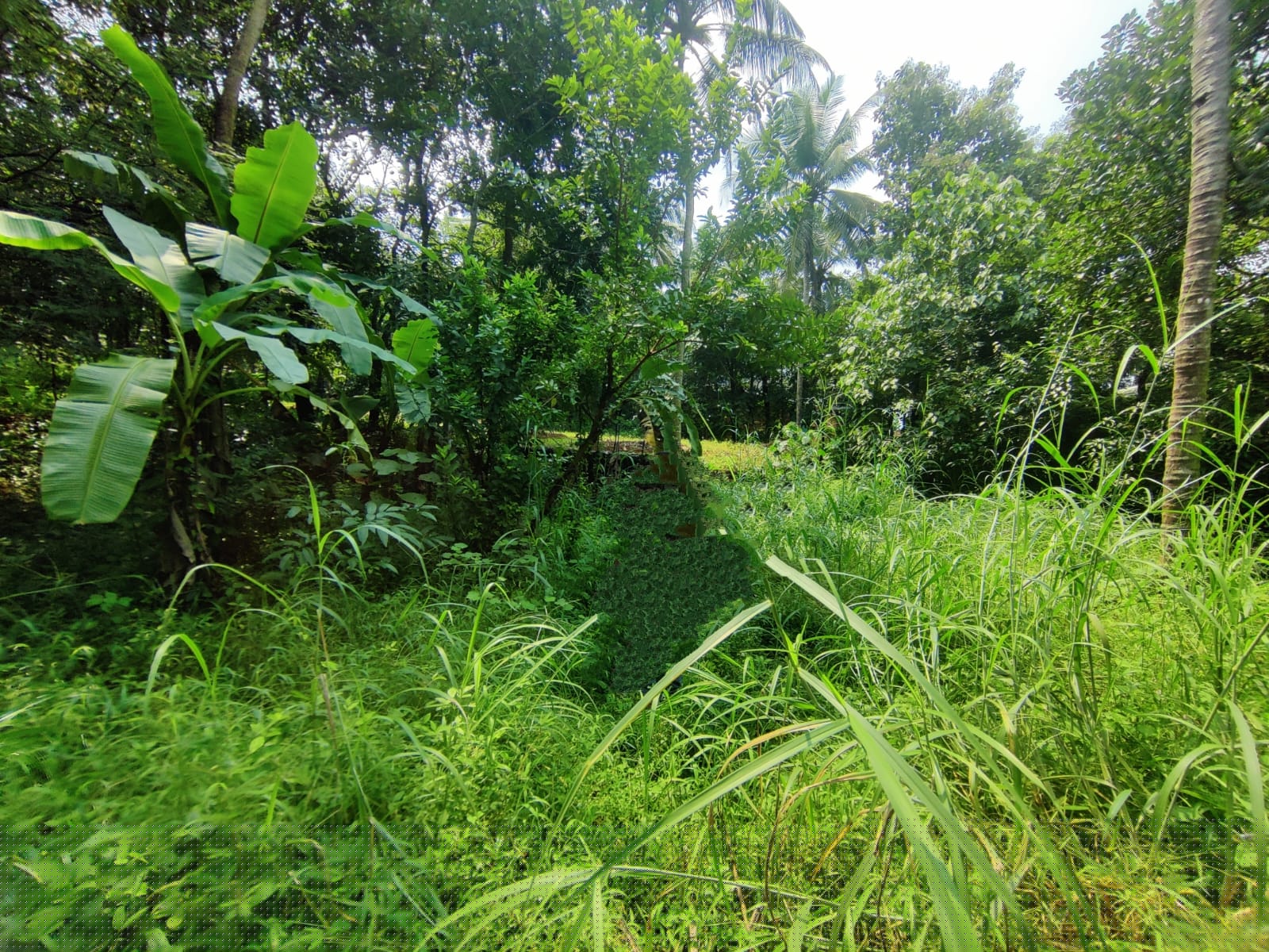 Canara Bank Auctions for Residential property in Malappuram, Kerala