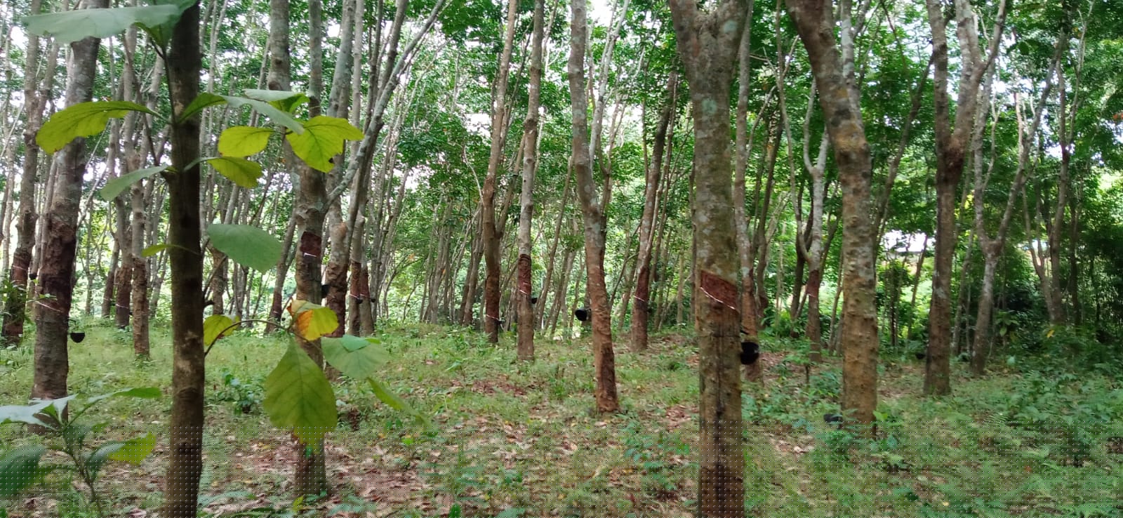 UCO Bank Auctions for Residential property in Sepahijala, Tripura