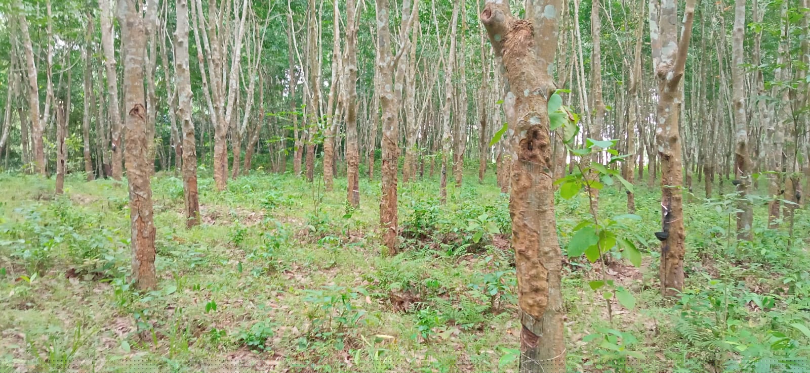 UCO Bank Auctions for Residential property in Sepahijala, Tripura image 3 of 3 in Bishramganj, Sepahijala | UCO Bank auction property
