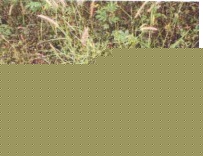 Bank of Baroda Auctions for Residential property in Dakshina Kannada, Karnataka image 2 of 5 in Mangaluru, Dakshina Kannada | Bank of Baroda auction property