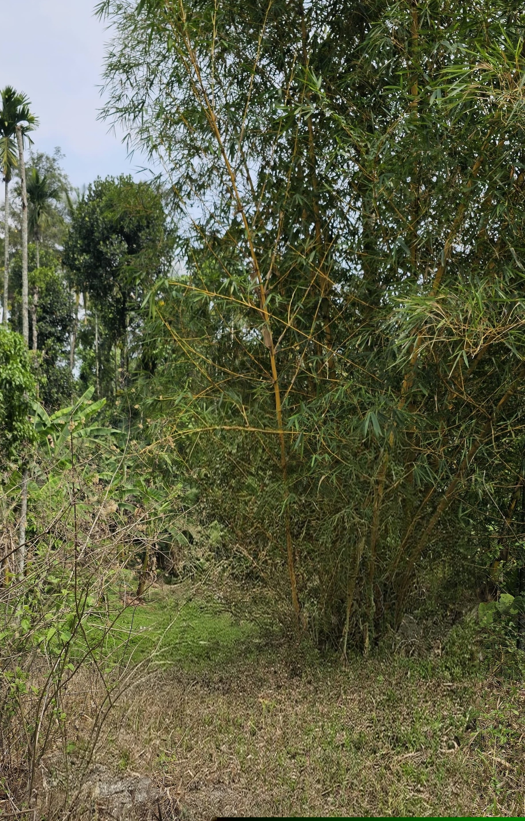 Punjab National Bank Auctions for Residential property in Wayanad, Kerala image 4 of 4 in Sulthan Bathery, Wayanad | Punjab National Bank auction property