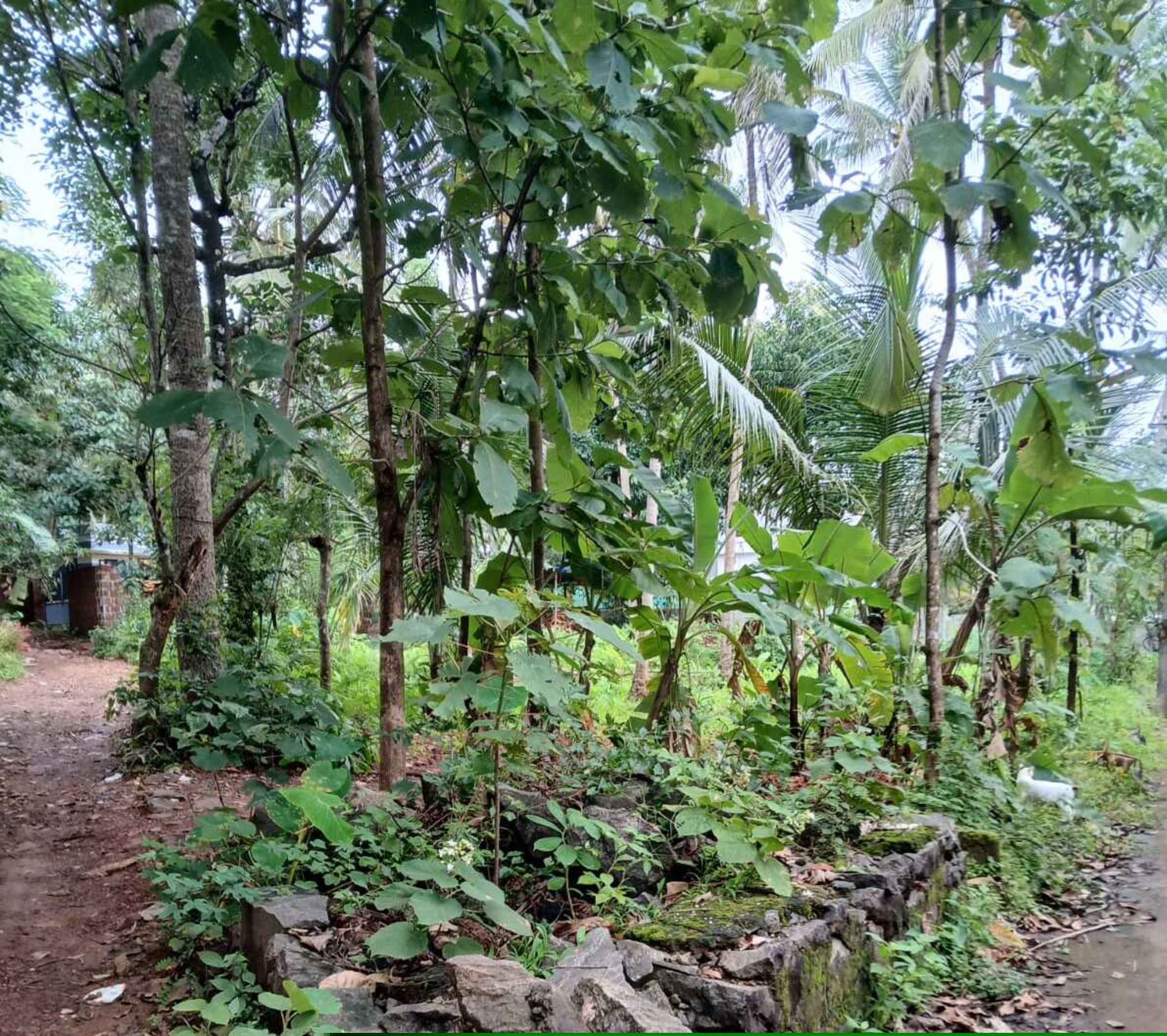 Punjab National Bank Auctions for Residential property in Malappuram, Kerala image 2 of 7 in Chelambra, Malappuram | Punjab National Bank auction property
