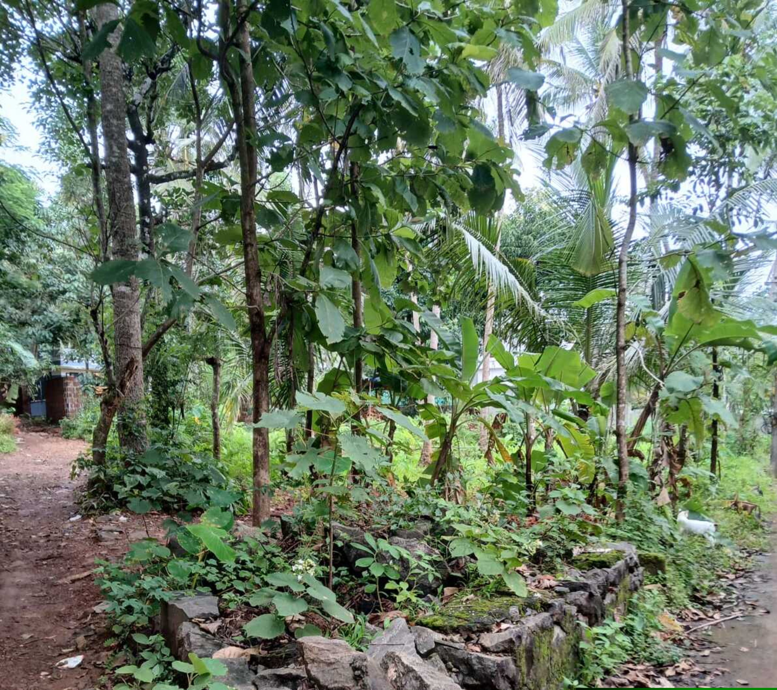 Punjab National Bank Auctions for Residential property in Malappuram, Kerala image 6 of 7 in Chelambra, Malappuram | Punjab National Bank auction property