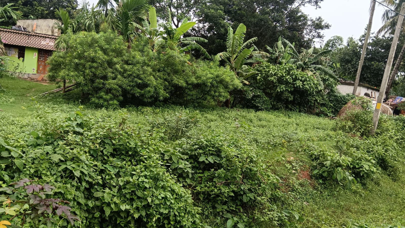 Union Bank of India Auctions for Residential property in Jagatsinghpur, Odisha