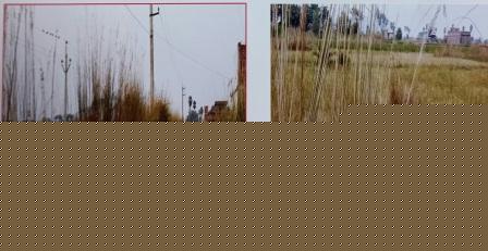 Union Bank of India Auctions for Residential property in Ganjam, Odisha