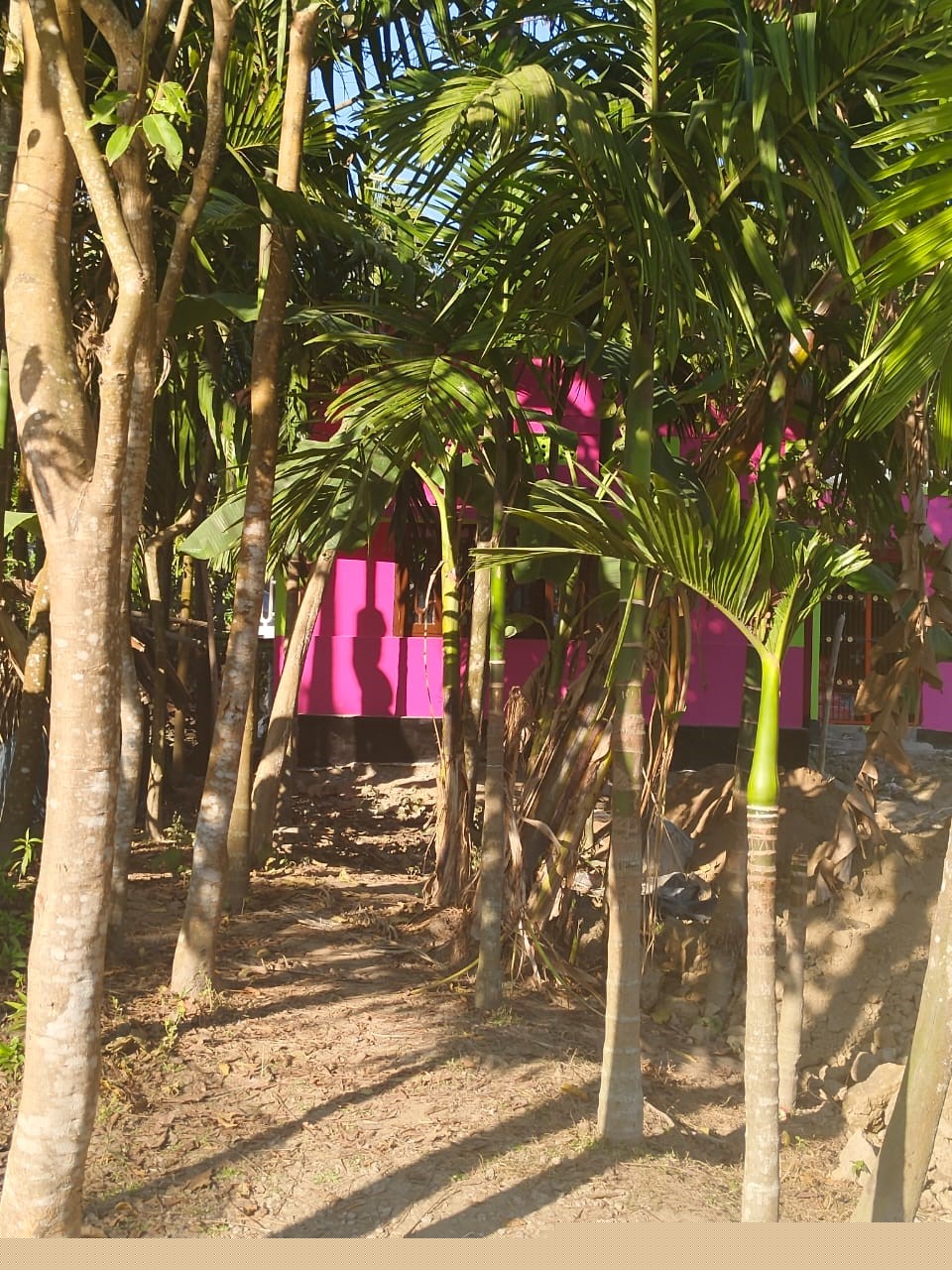 Punjab National Bank Auctions for Residential property in Morigaon, Assam image 6 of 7 in Morigaon, Morigaon | Punjab National Bank auction property