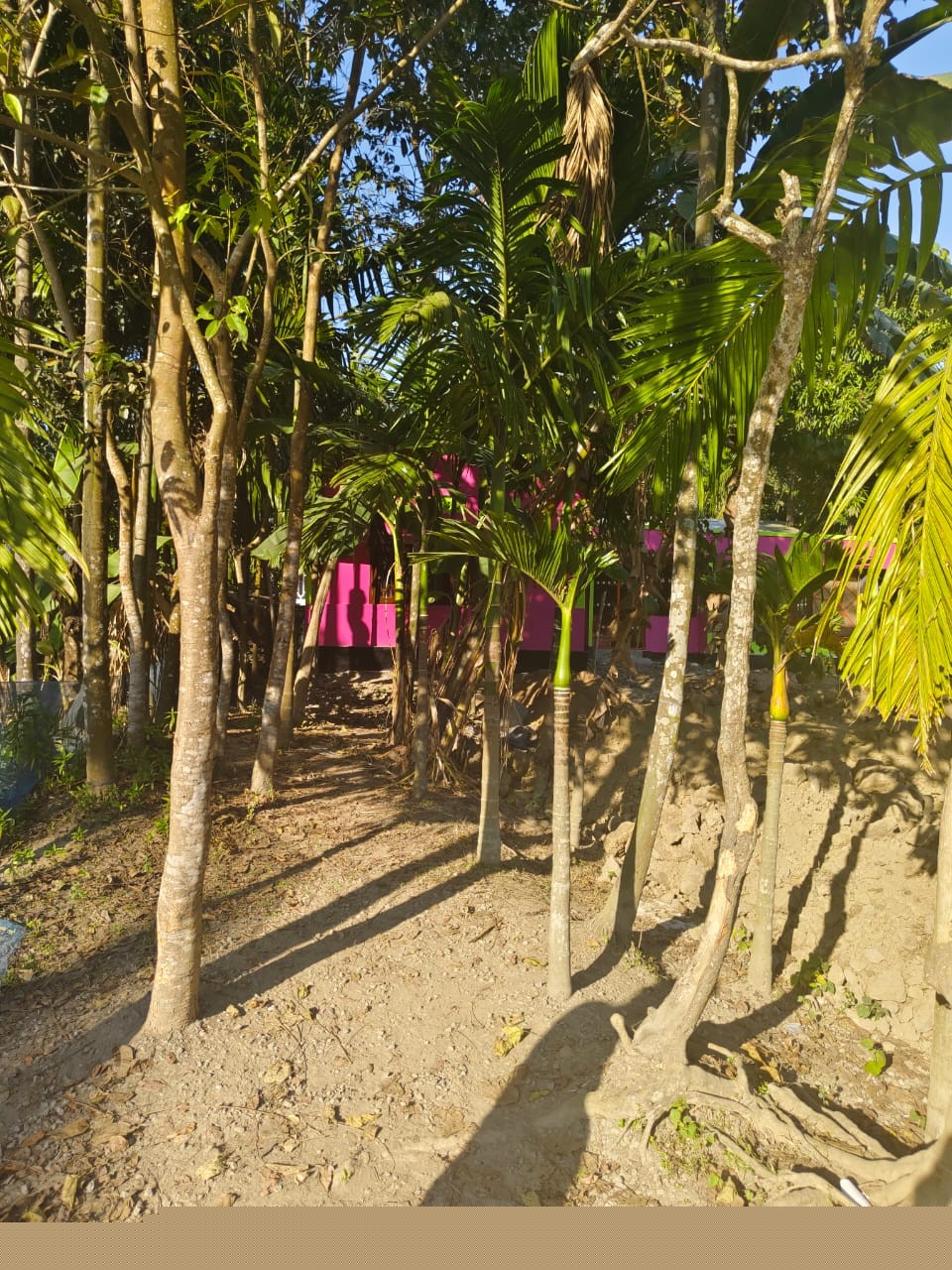 Punjab National Bank Auctions for Residential property in Morigaon, Assam image 7 of 7 in Morigaon, Morigaon | Punjab National Bank auction property