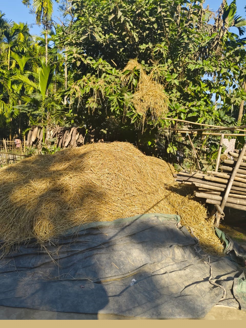 Punjab National Bank Auctions for Residential property in Morigaon, Assam image 3 of 7 in Morigaon, Morigaon | Punjab National Bank auction property