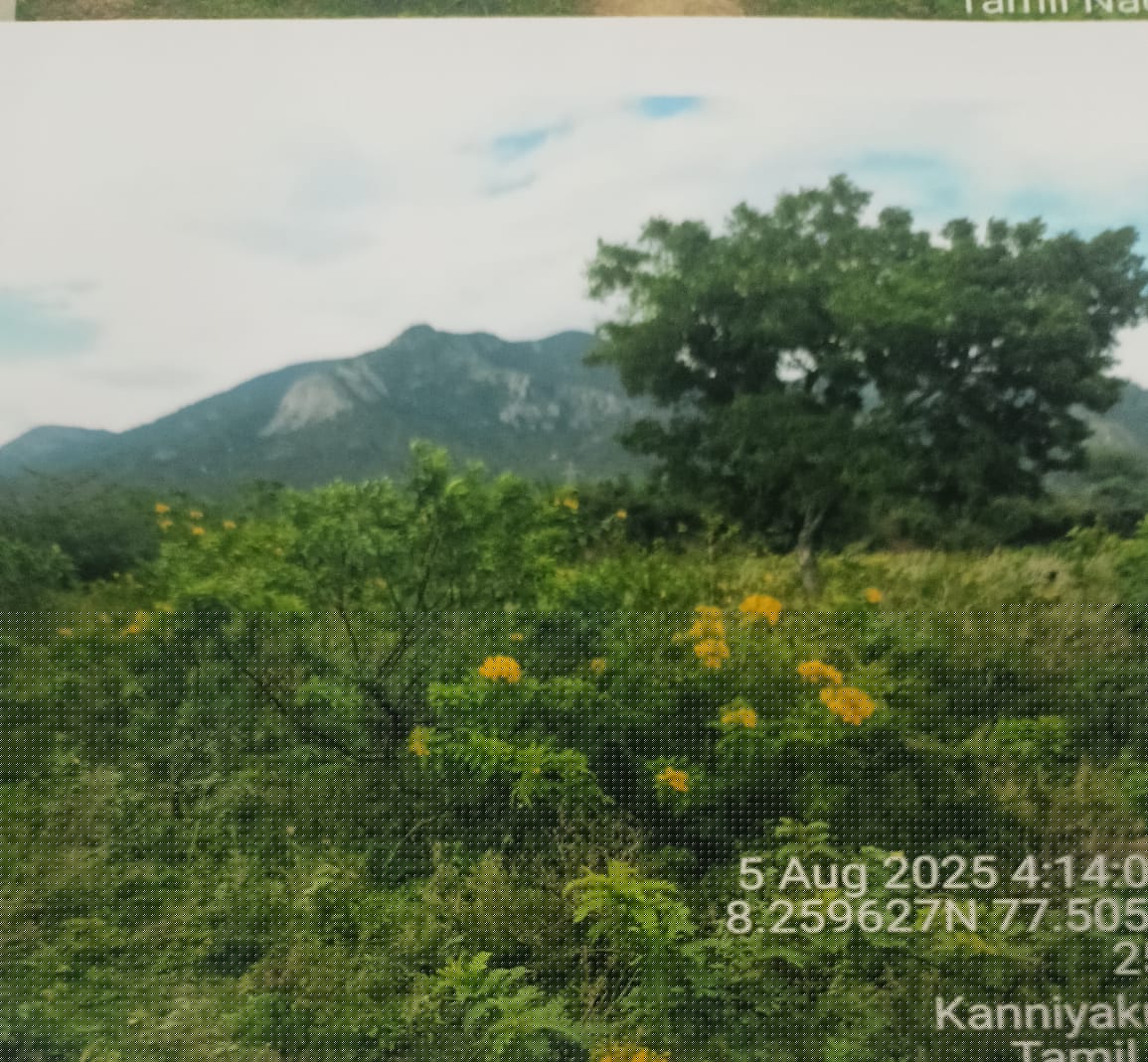 Punjab National Bank Auctions for Residential property in Kanyakumari, Tamil Nadu