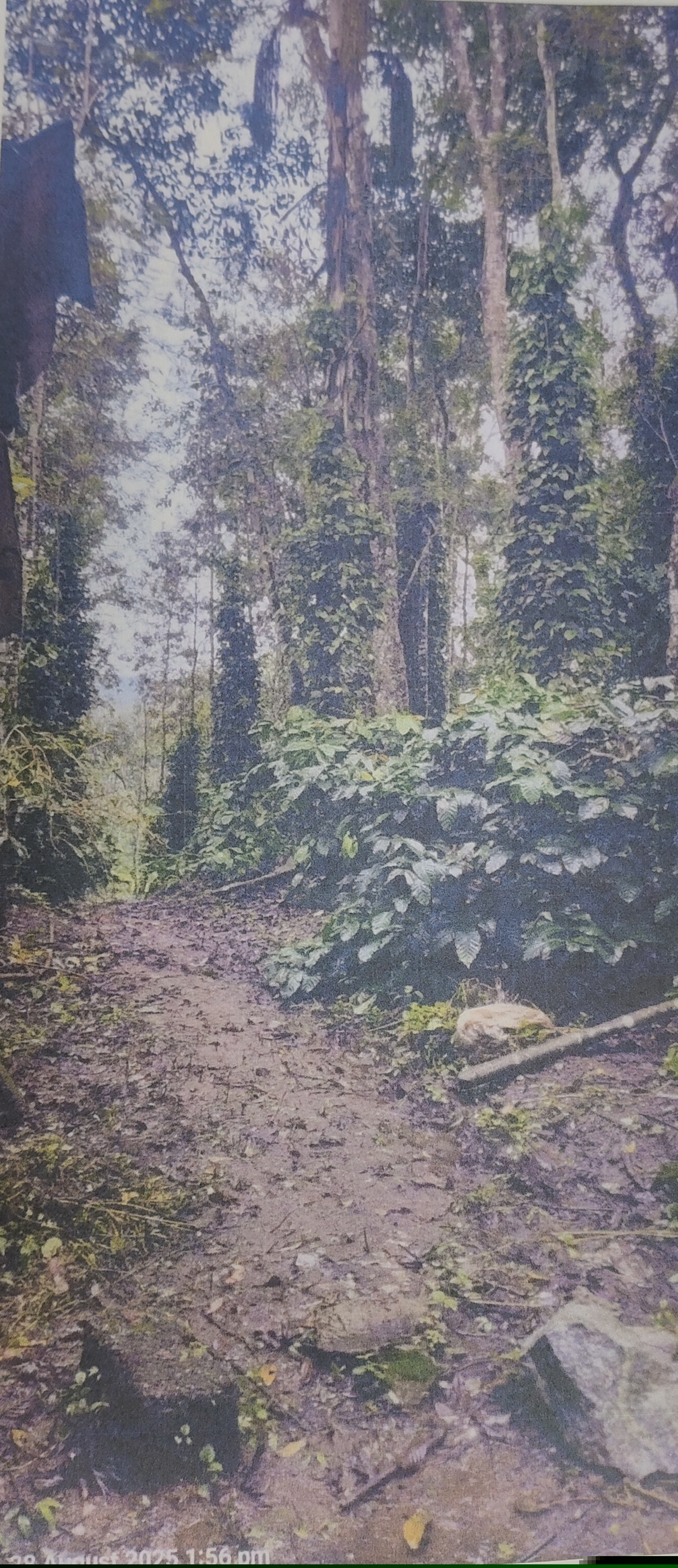 Canara Bank Auctions for Industrials property in Hassan, Karnataka