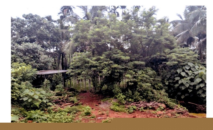 Union Bank of India Auctions for Residential property in Kasaragod, Kerala