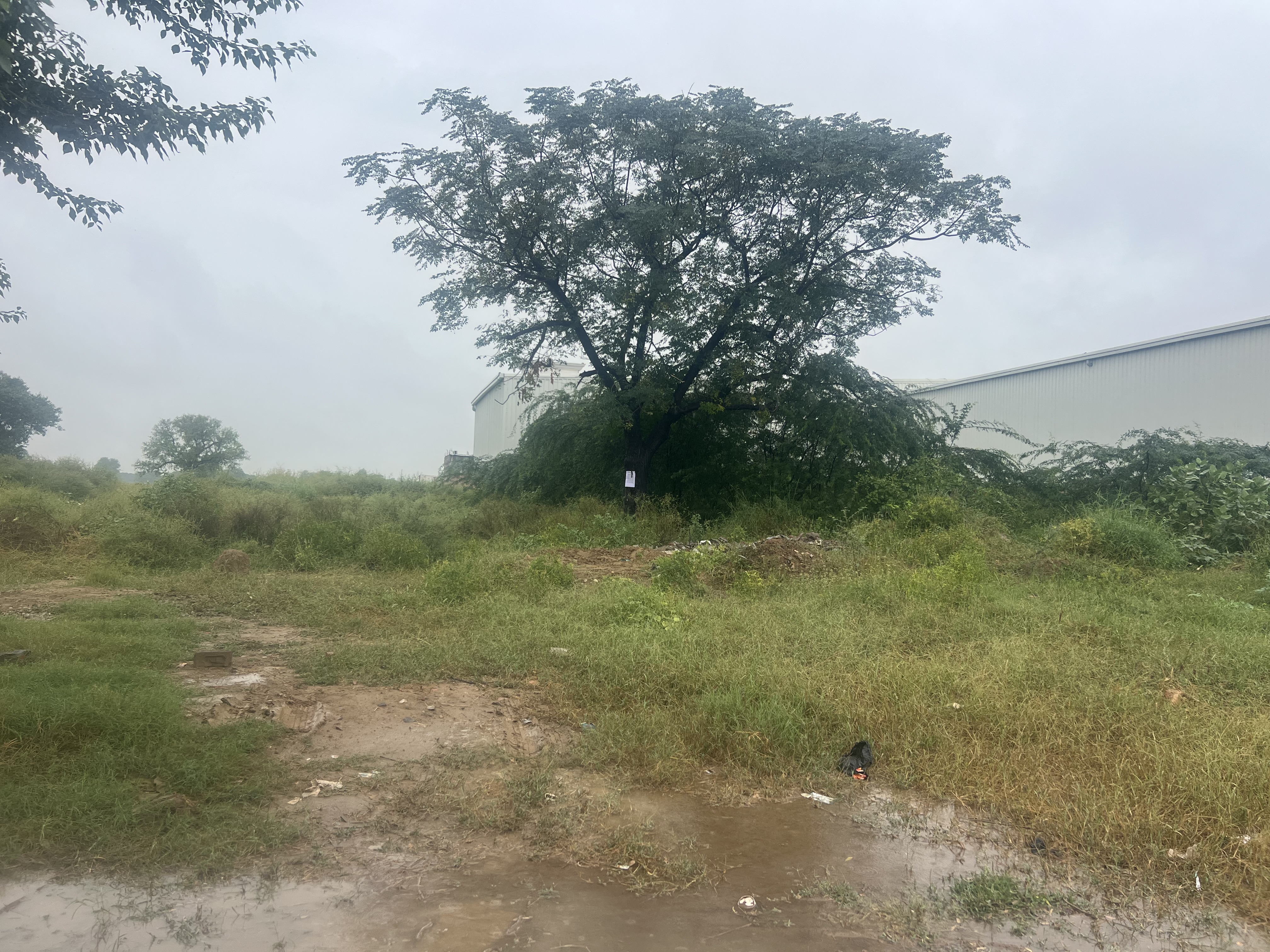 State Bank of India Auctions for Residential property in Mansa, Punjab