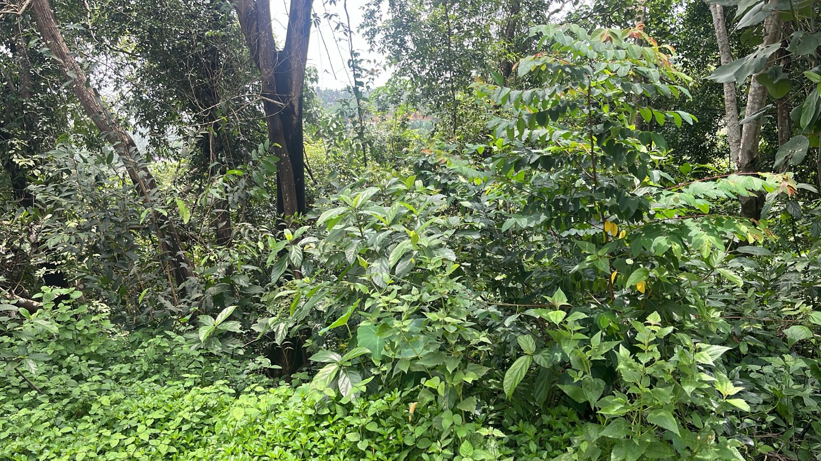Canara Bank Auctions for Residential property in Kasaragod, Kerala