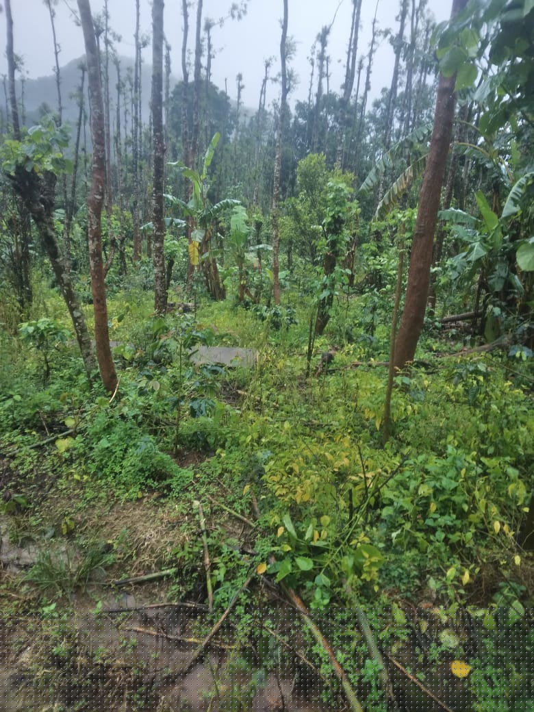 Canara Bank Auctions for Residential property in Kodagu, Karnataka