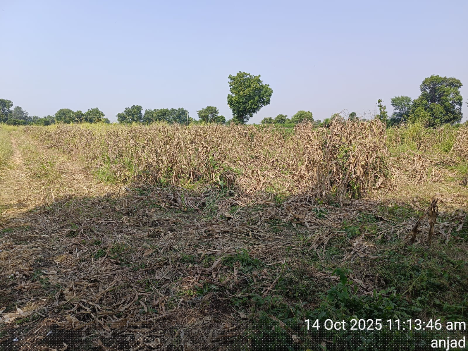 Bank of India Auctions for Residential property in Barwani, Madhya Pradesh