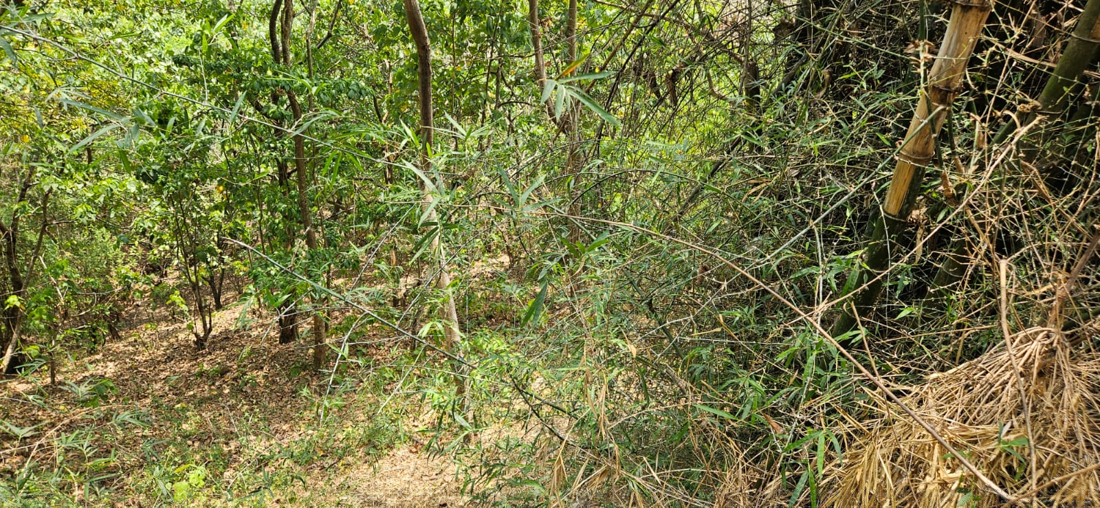 Bank of Baroda Auctions for Residential property in Thrissur, Kerala image 2 of 2 in Chalakudy, Thrissur | Bank of Baroda auction property