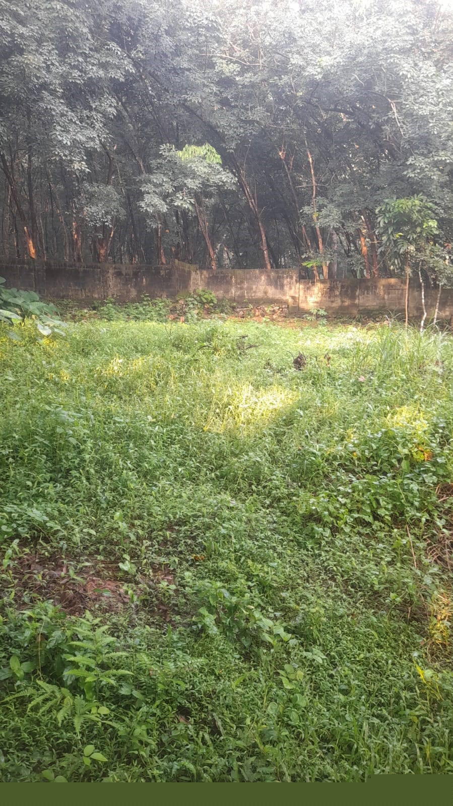 Punjab National Bank Auctions for Residential property in Idukki, Kerala