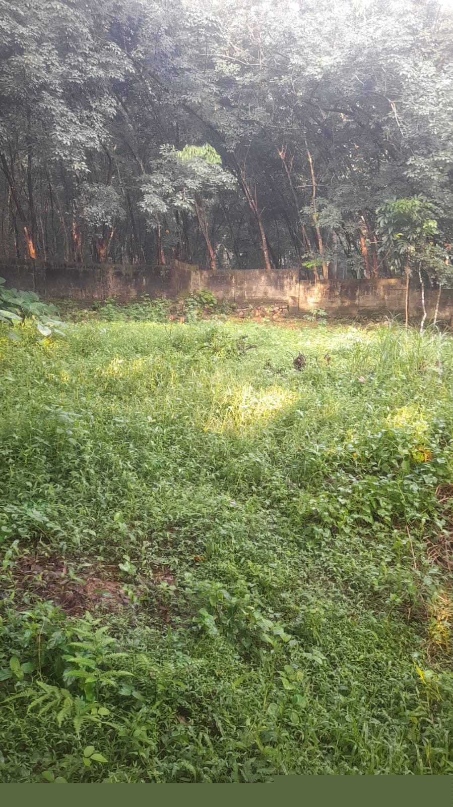 Punjab National Bank Auctions for Residential property in Idukki, Kerala