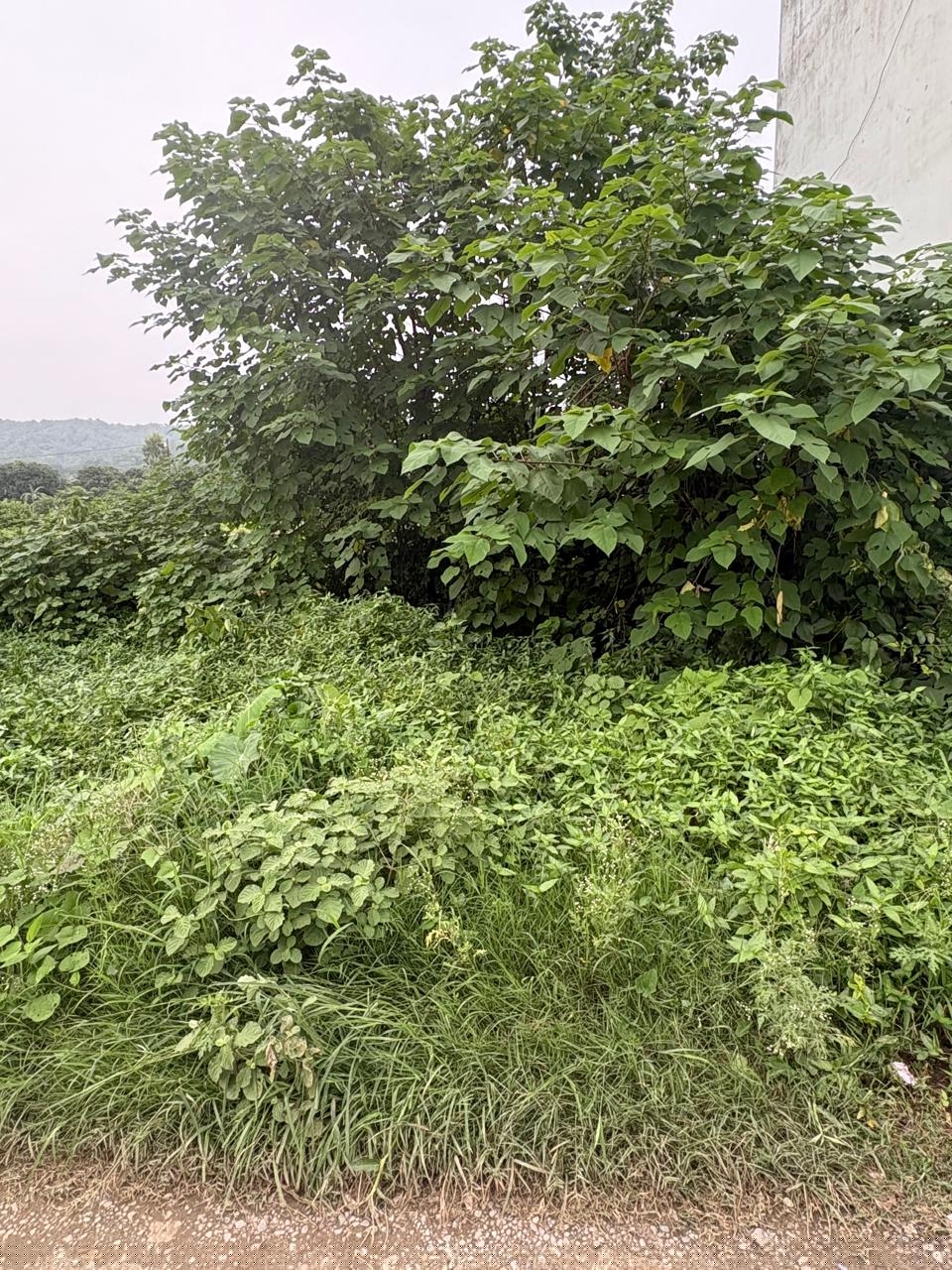 UCO Bank Auctions for Residential property in Almora, Uttarakhand