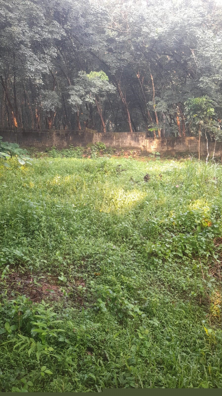 Punjab National Bank Auctions for Residential property in Trivandrum, Kerala image 8 of 13 in Thiruvananthapuram, Trivandrum | Punjab National Bank auction property