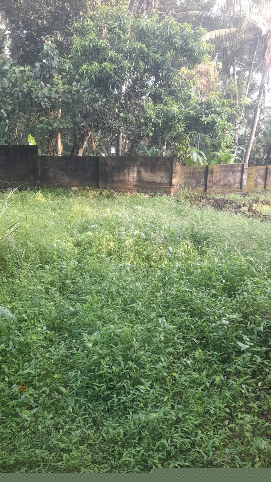 Punjab National Bank Auctions for Residential property in Trivandrum, Kerala image 9 of 13 in Thiruvananthapuram, Trivandrum | Punjab National Bank auction property