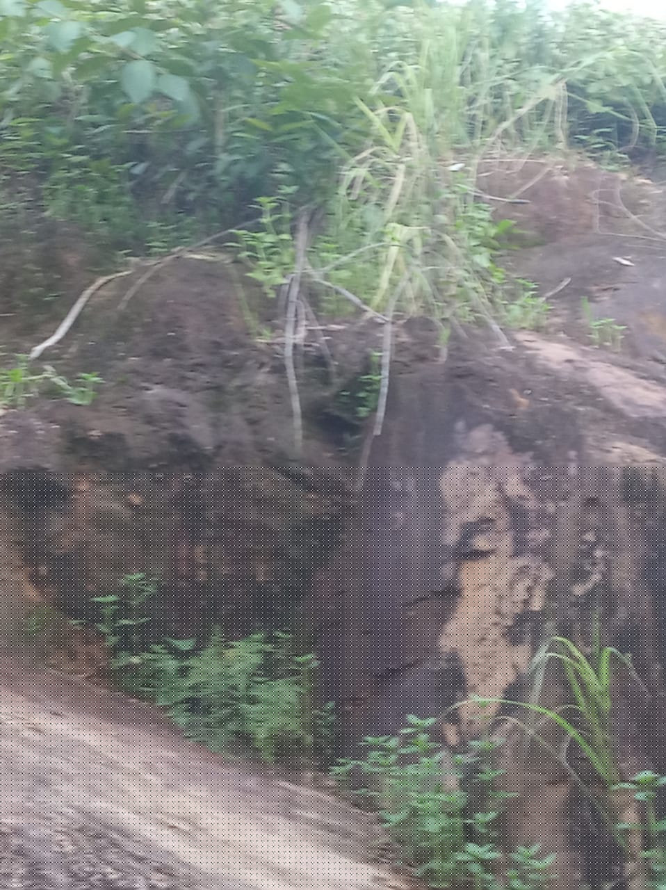 Bank of Baroda Auctions for Residential property in Kamrup, Assam image 10 of 10 in Guwahati, Kamrup | Bank of Baroda auction property