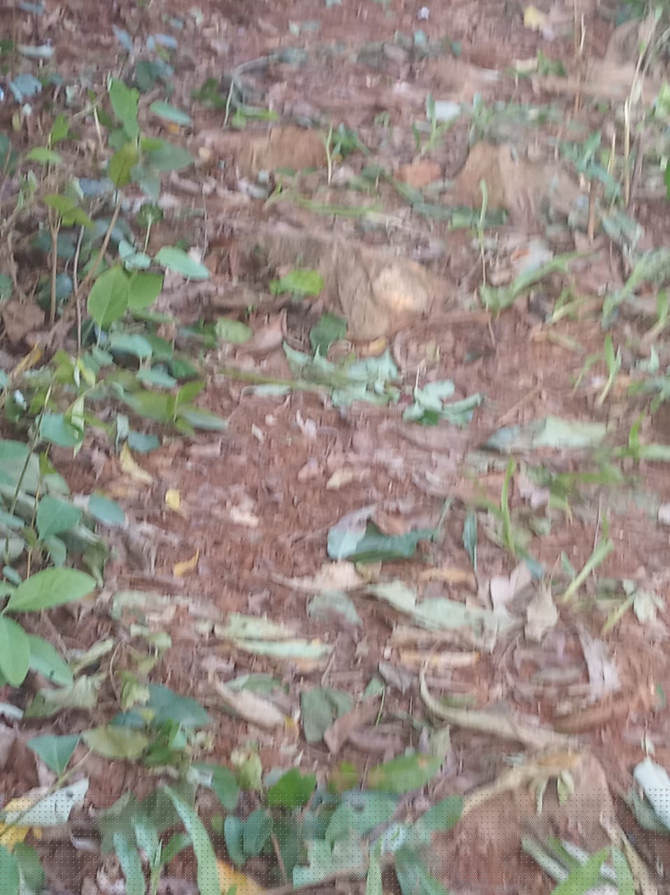 Bank of Baroda Auctions for Residential property in Kamrup, Assam image 2 of 10 in Guwahati, Kamrup | Bank of Baroda auction property