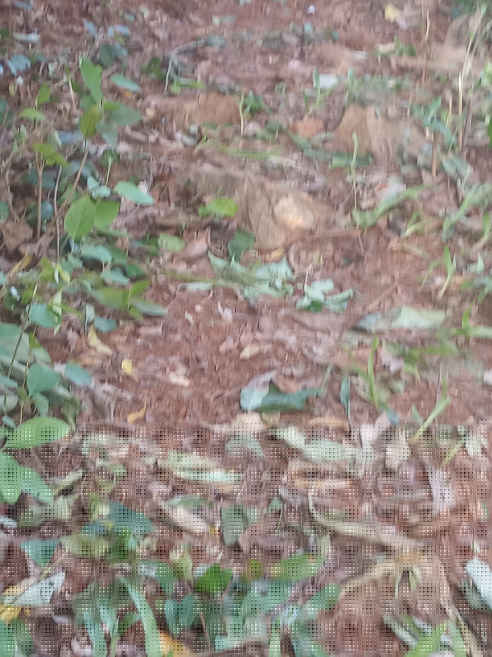 Bank of Baroda Auctions for Residential property in Kamrup, Assam image 4 of 10 in Guwahati, Kamrup | Bank of Baroda auction property