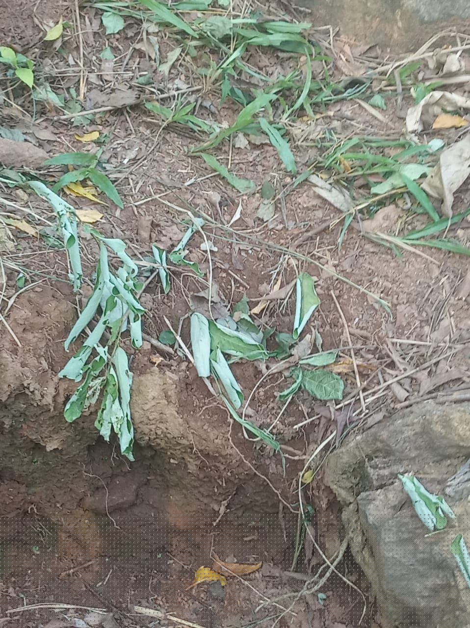 Bank of Baroda Auctions for Residential property in Kamrup, Assam image 7 of 10 in Guwahati, Kamrup | Bank of Baroda auction property