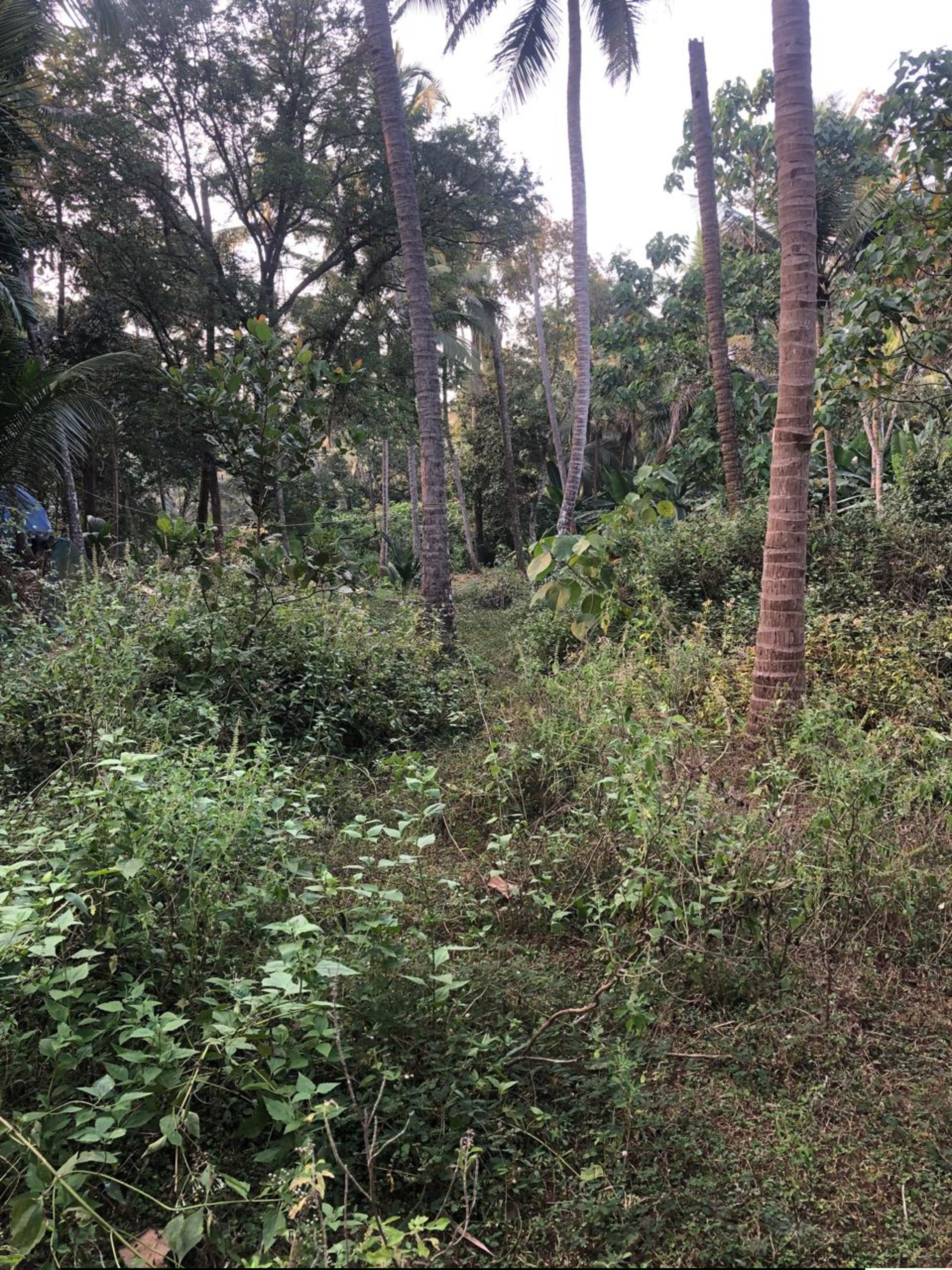 Punjab National Bank Auctions for Residential property in Kozhikode, Kerala image 2 of 7 in Eravattur, Kozhikode | Punjab National Bank auction property