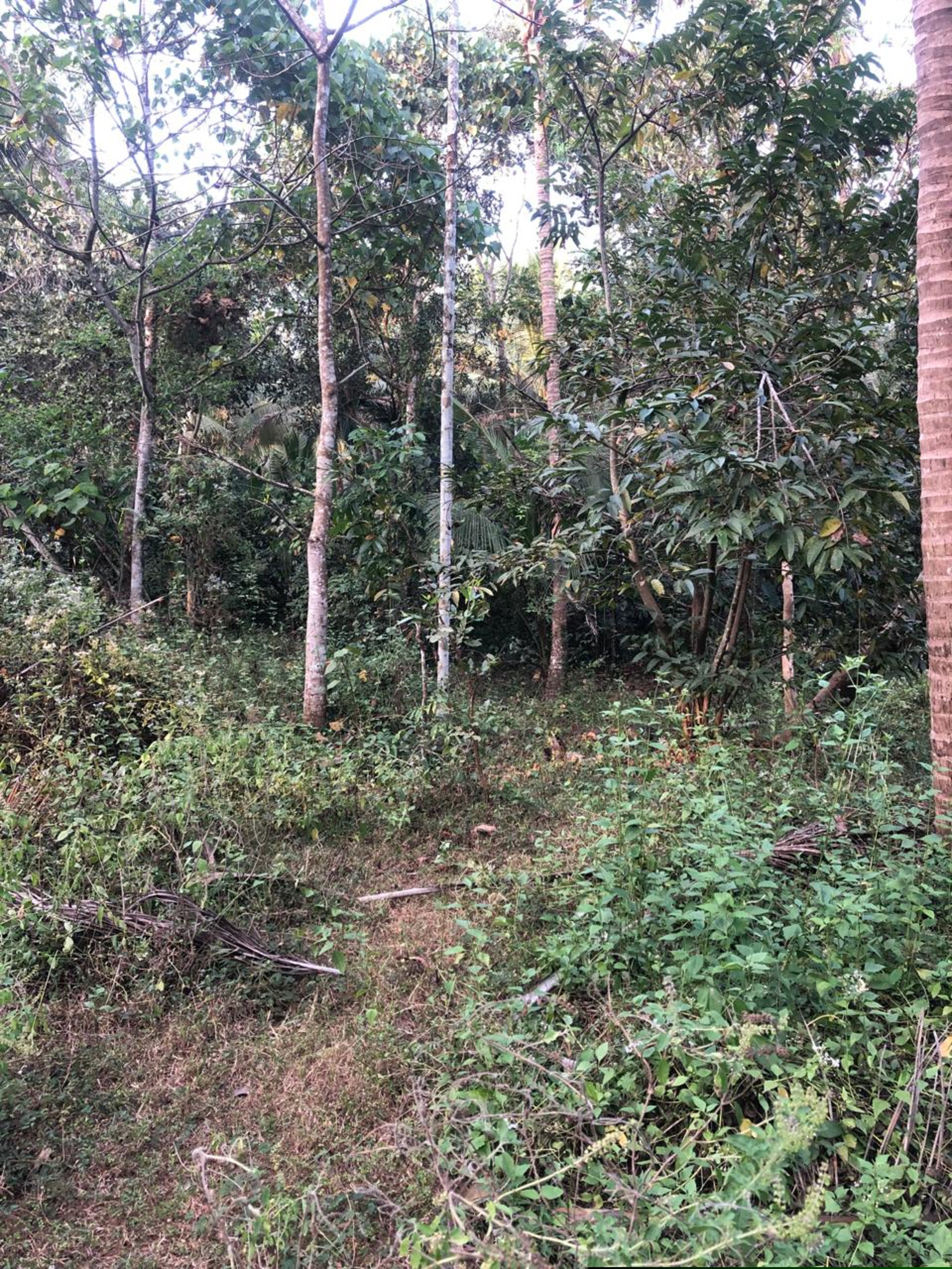 Punjab National Bank Auctions for Residential property in Kozhikode, Kerala image 3 of 7 in Eravattur, Kozhikode | Punjab National Bank auction property