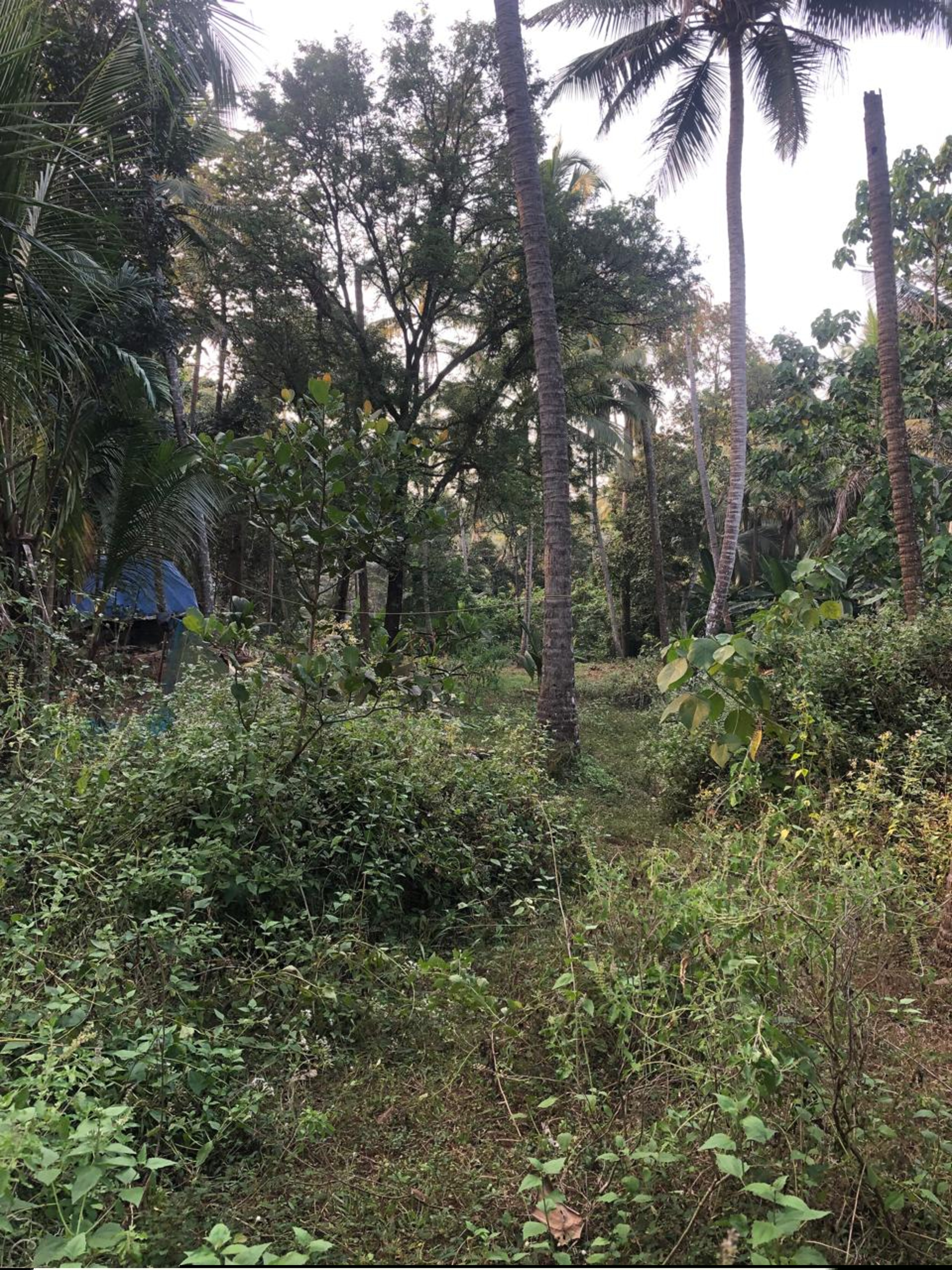 Punjab National Bank Auctions for Residential property in Kozhikode, Kerala image 4 of 7 in Eravattur, Kozhikode | Punjab National Bank auction property