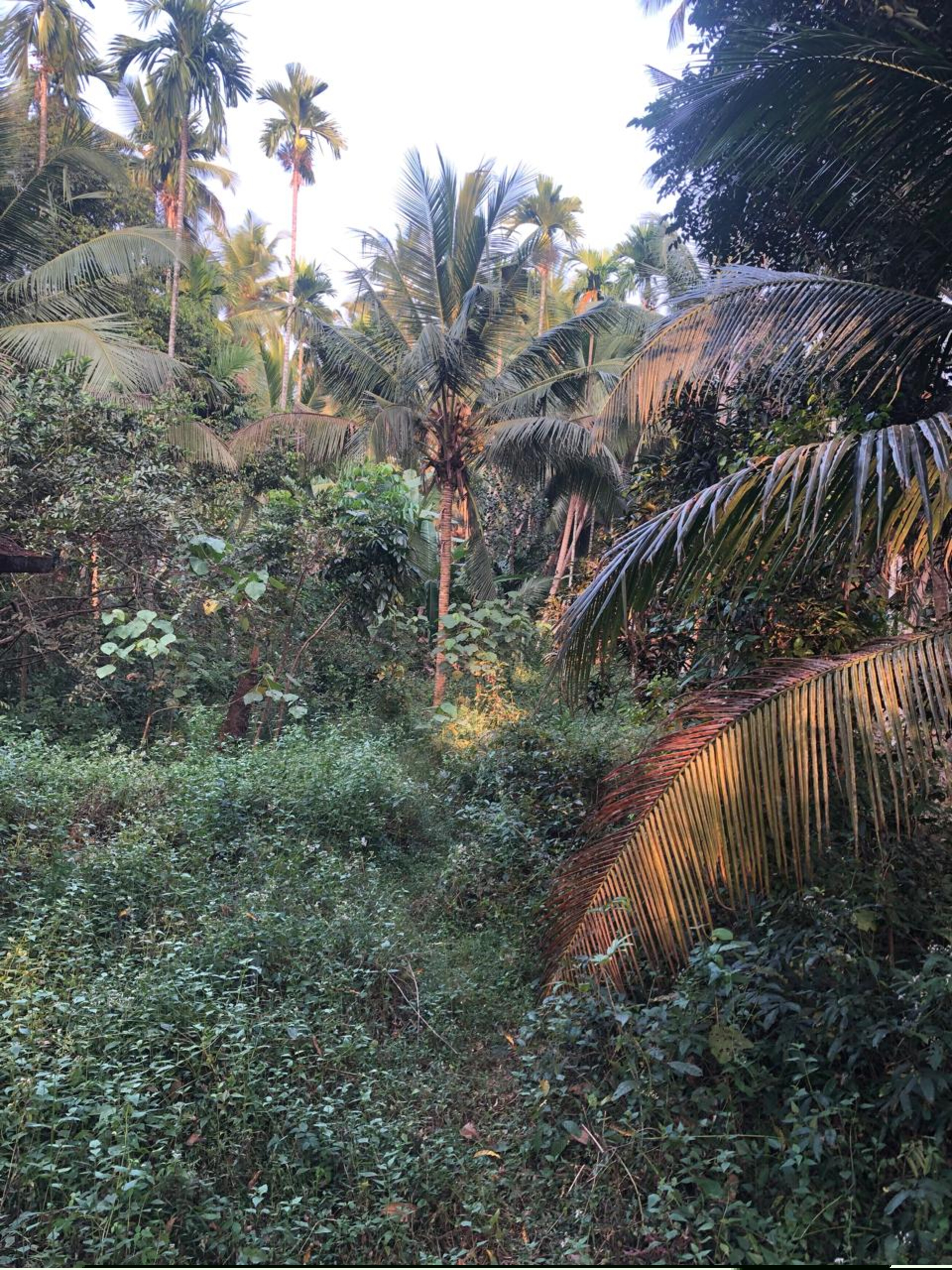 Punjab National Bank Auctions for Residential property in Kozhikode, Kerala image 6 of 7 in Eravattur, Kozhikode | Punjab National Bank auction property