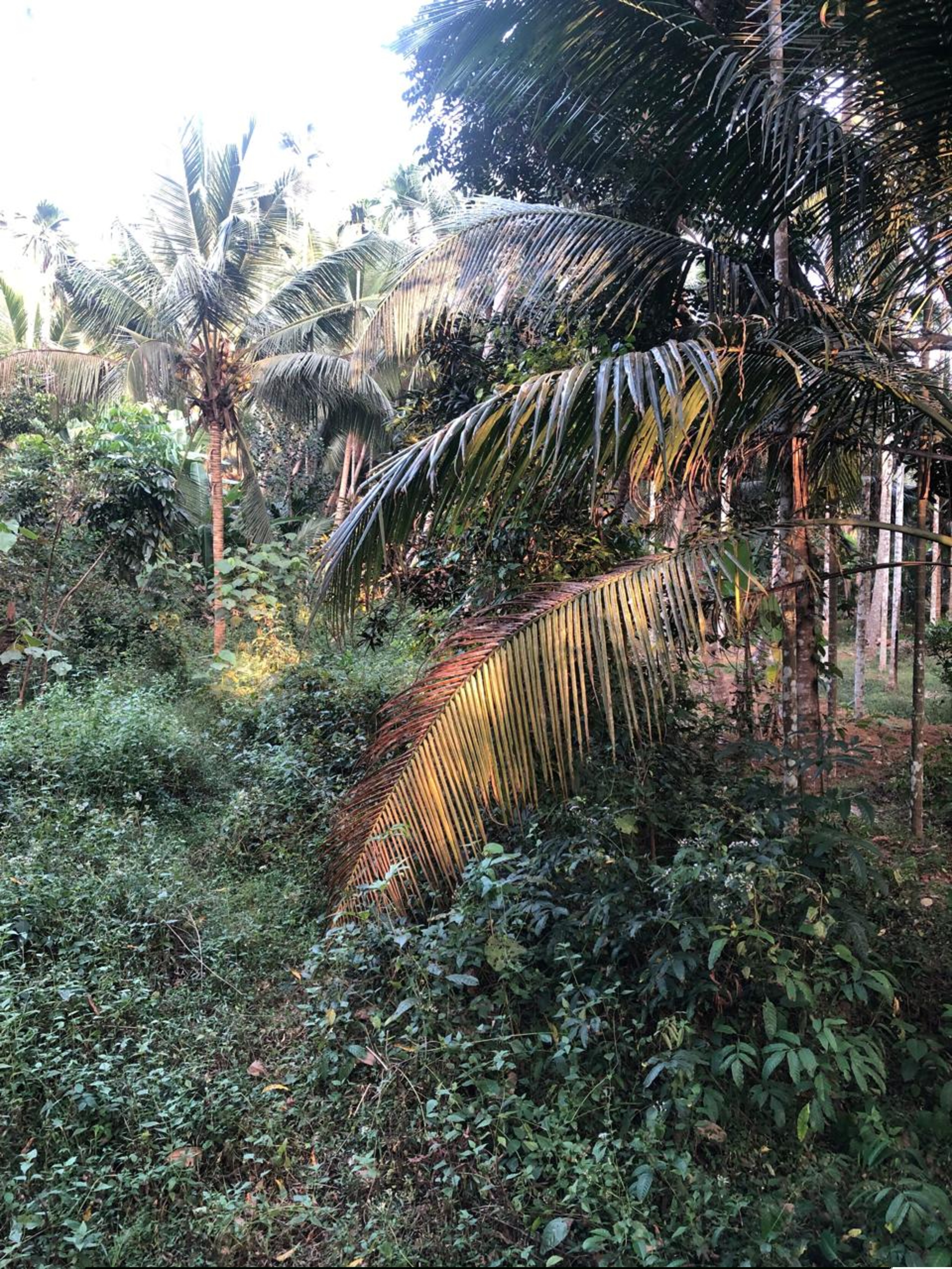 Punjab National Bank Auctions for Residential property in Kozhikode, Kerala image 7 of 7 in Eravattur, Kozhikode | Punjab National Bank auction property