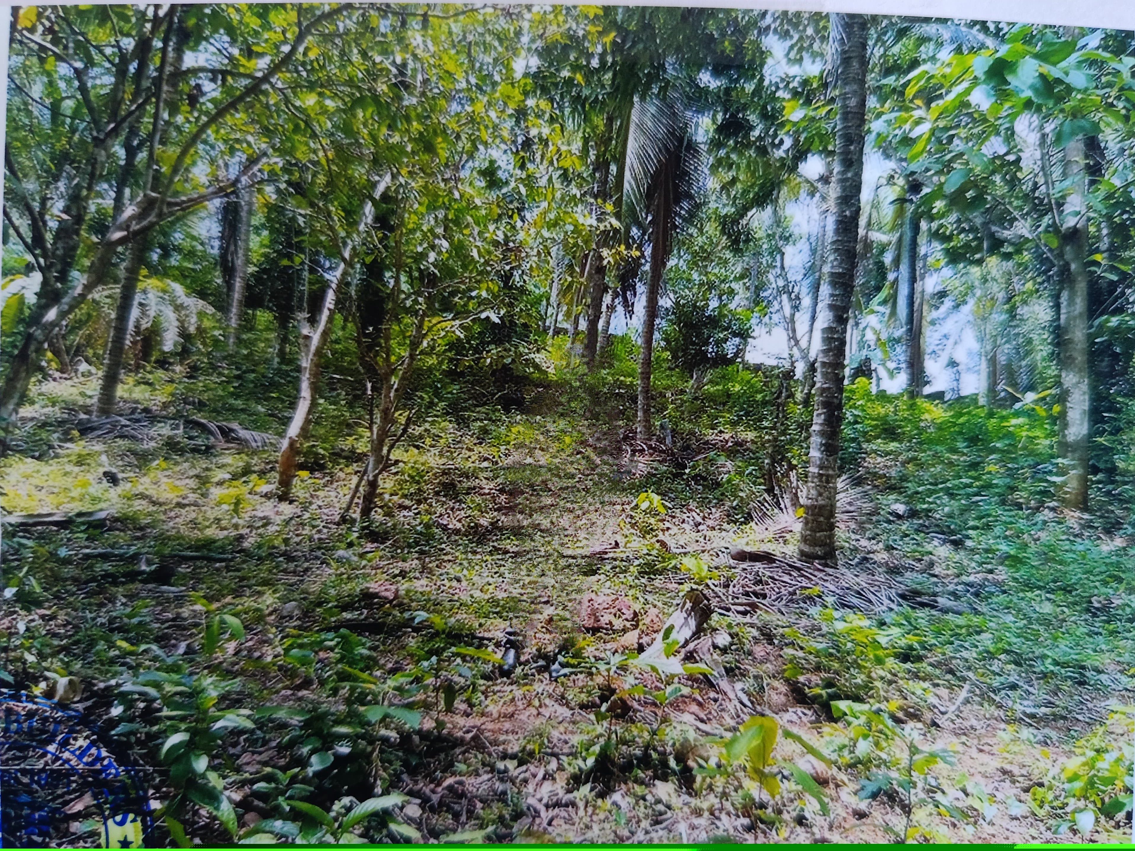 Punjab National Bank Auctions for Residential property in Kannur, Kerala