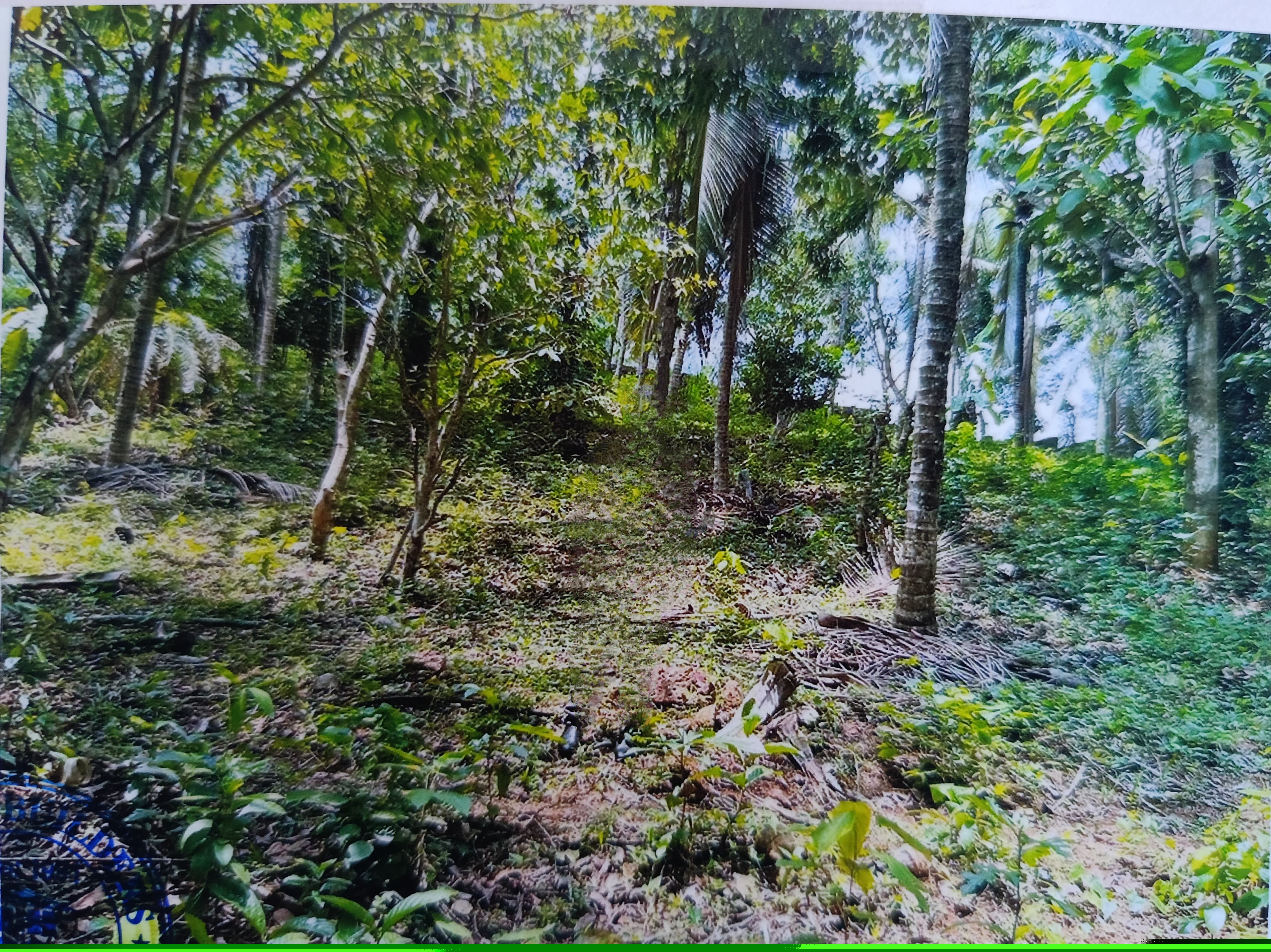 Punjab National Bank Auctions for Residential property in Kannur, Kerala image 6 of 7 in Pariyaram, Kannur | Punjab National Bank auction property